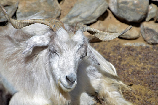 The Changthangi Goat: The Source of Pashmina and the World’s Finest Cashmere