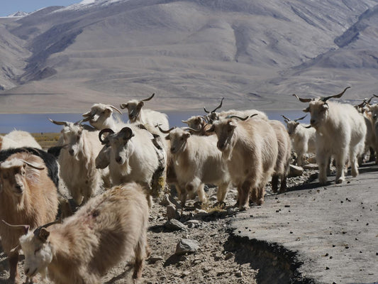 Cashmere vs Pashmina: What's the difference?